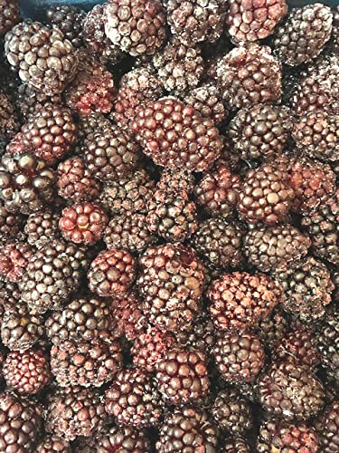 Amazon | 【KIMONO FRUITS】冷凍ブラックベリー 1000g 栄養価の高い